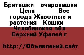 Бриташки - очаровашки.  › Цена ­ 3 000 - Все города Животные и растения » Кошки   . Челябинская обл.,Верхний Уфалей г.